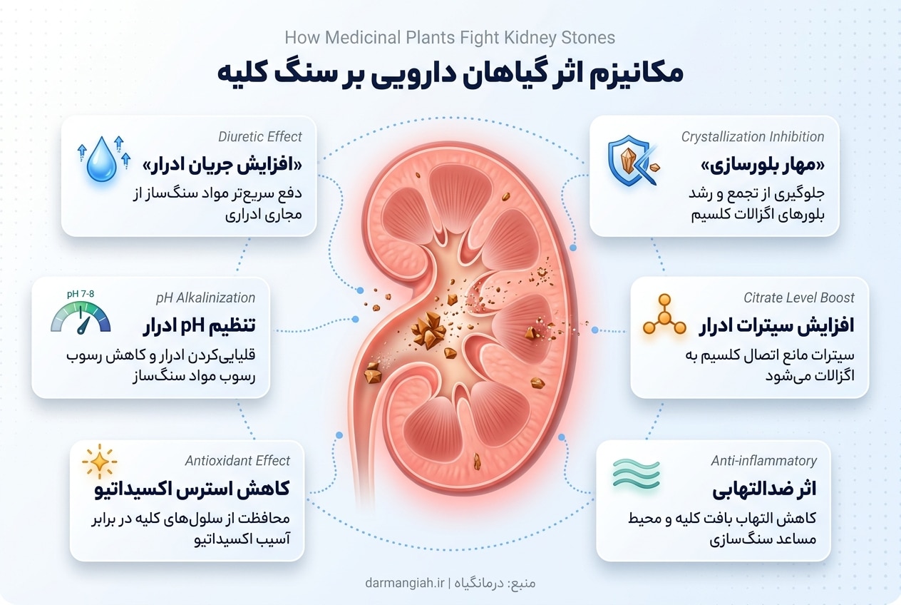 مکانیسم اثر گیاهان دارویی بر سنگ کلیه