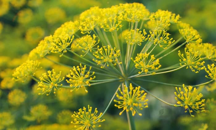 قویترین داروی ضد صرع