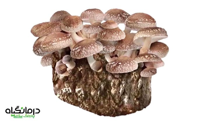 قارچ شیتاکه