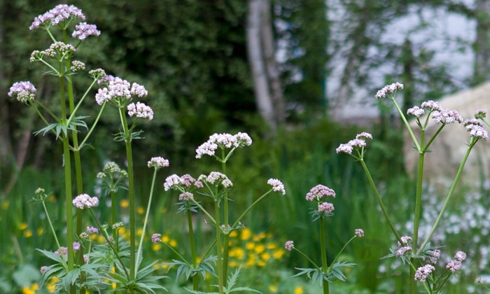 تاثیر سنبل الطیب بر خواب