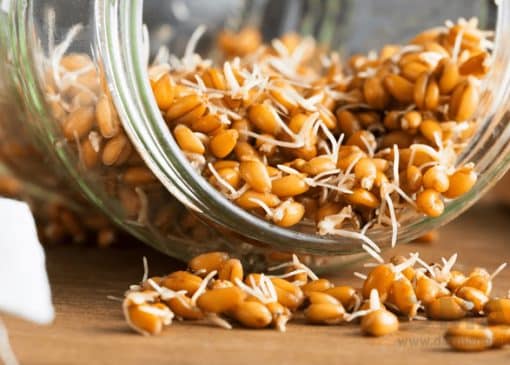 پودر جوانه گندم برای چاقی صورت