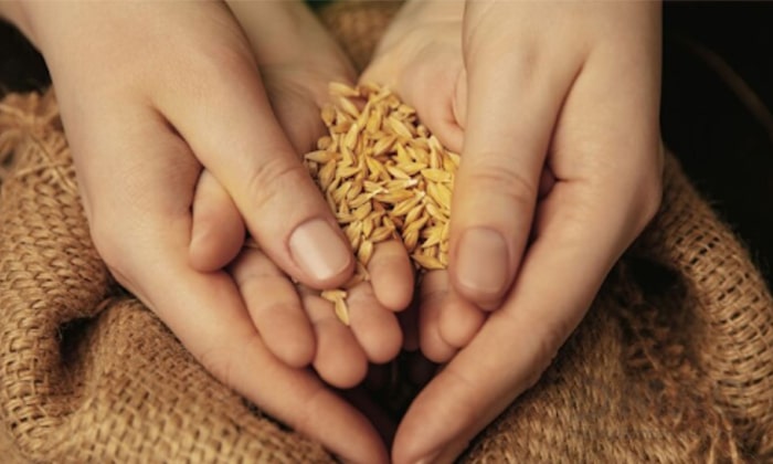 پودر جوانه گندم برای چاقی صورت