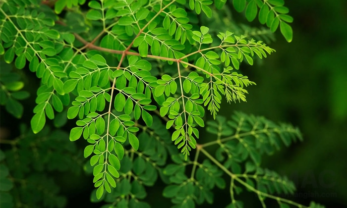 قرص مورینگا چیست و خواص آن