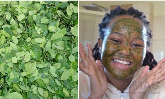 قرص مورینگا چیست و خواص آن