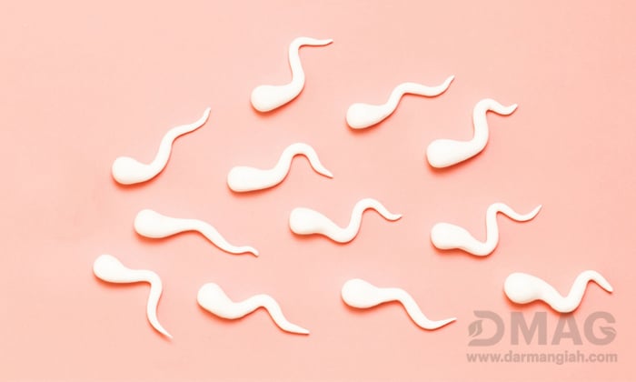 خواص جینسینگ برای اسپرم