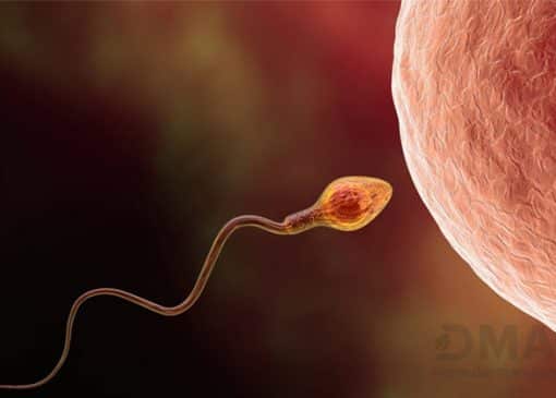 مدت زنده ماندن اسپرم در رحم