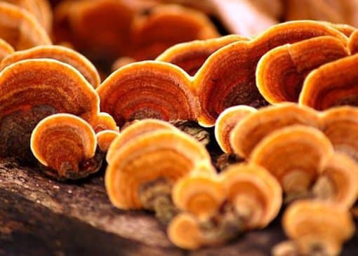 ترک اعتیاد با قهوه گانودرما