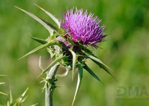 خواص روغن خارمریم