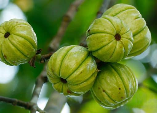قیمت قرص لاغری گارسینیا کامبوجیا اصل
