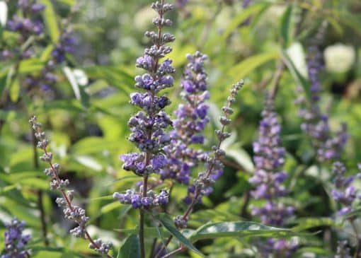 گیاه پنج انگشت برای چی خوبه