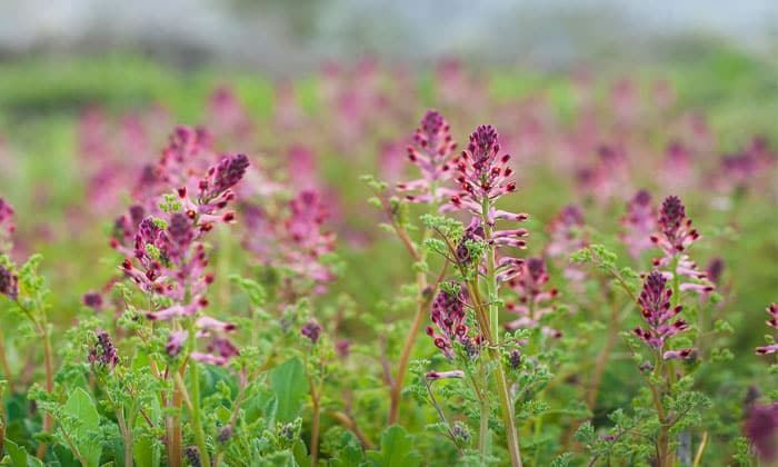 خواص شاهتره برای کبد چرب