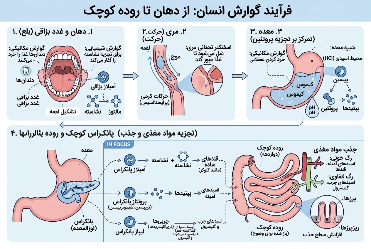 فرایند گوارش انسان