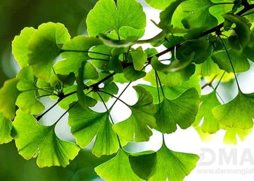 جینکوبیلوبا چیست و چه خواصی دارد