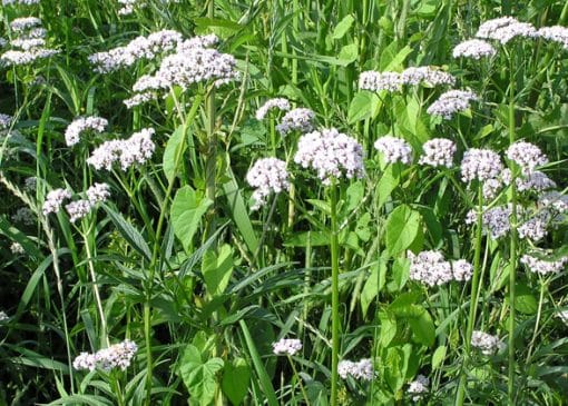 خواص سنبل الطیب که نمی دانید