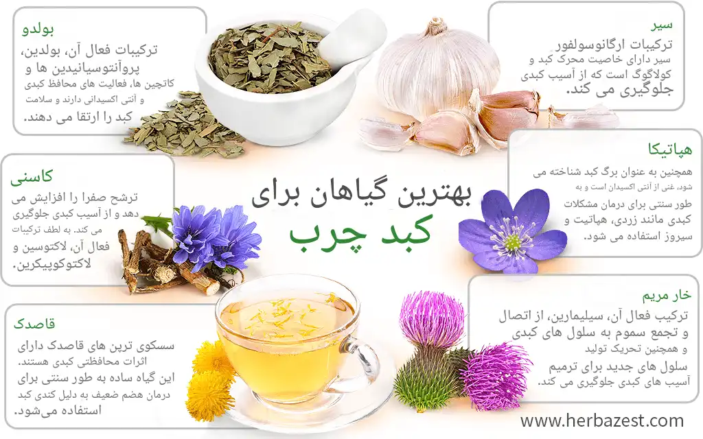 گیاهان دارویی برای درمان کبد چرب 