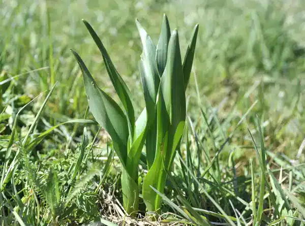 برگ سورنجان