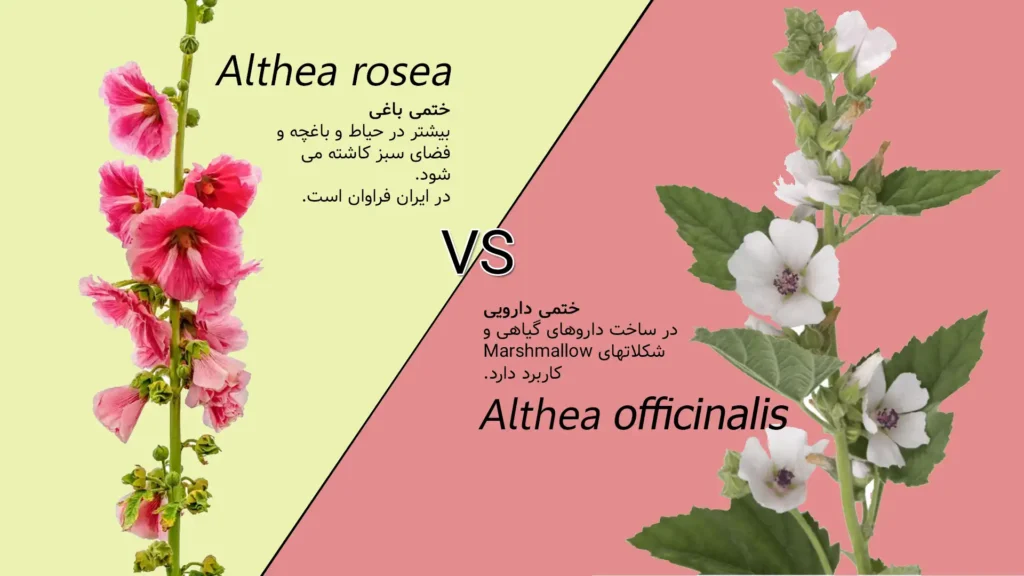 انواع گل ختمی