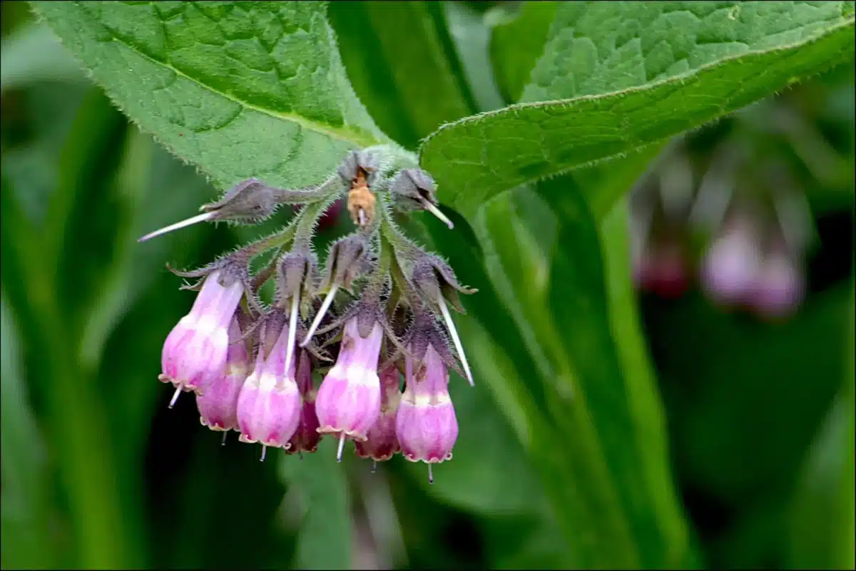 گیاه کامفری