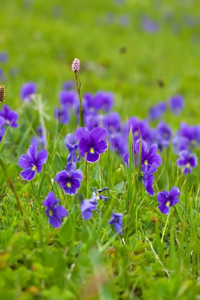 بنفشه جنگلی