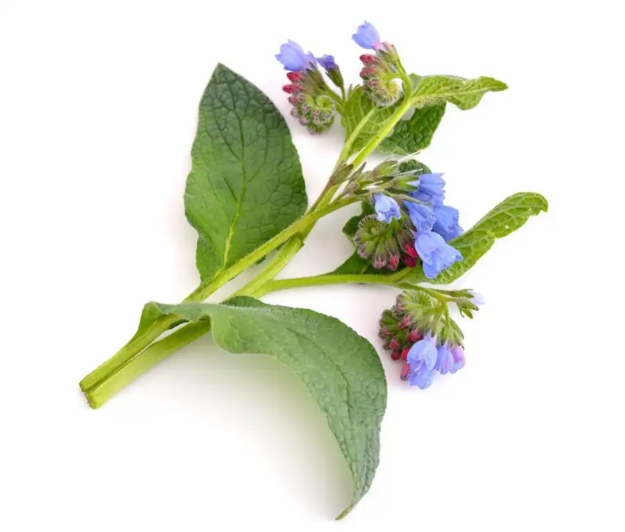 گیاه کامفری هماور