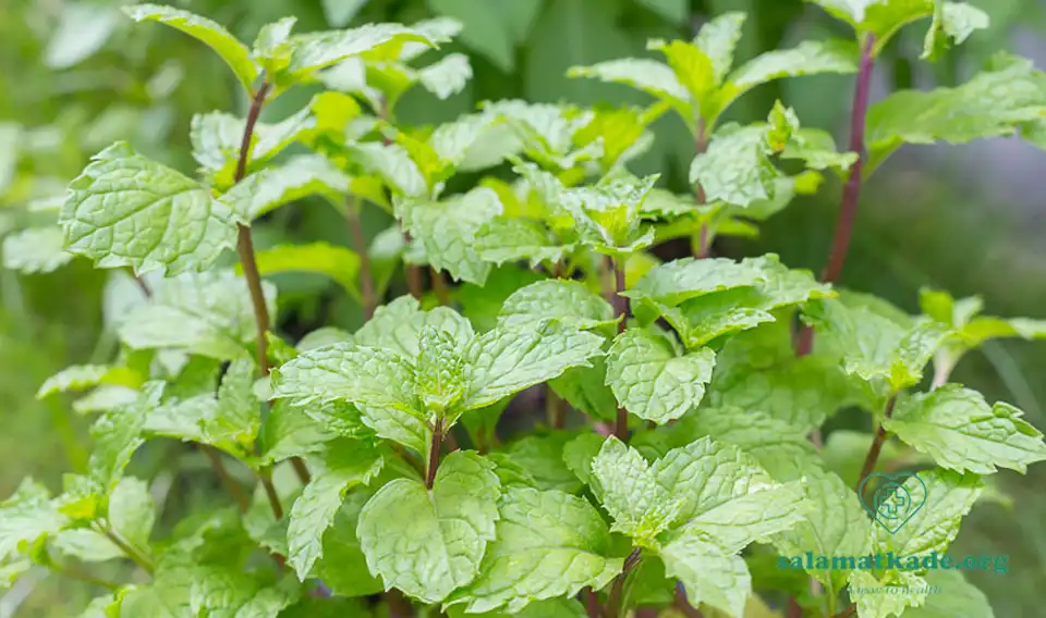 قرص نعنا فلفلی و معجزات آن