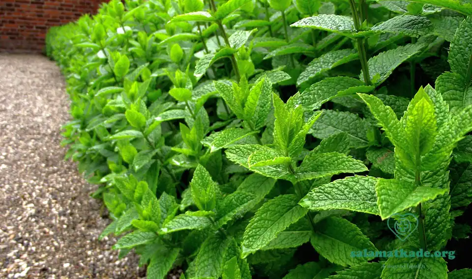 قرص نعنا فلفلی و معجزات آن