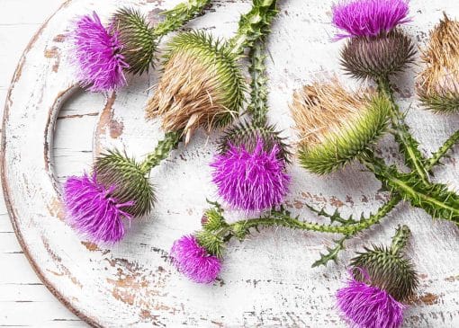 نحوه مصرف خار مریم برای کبد چرب