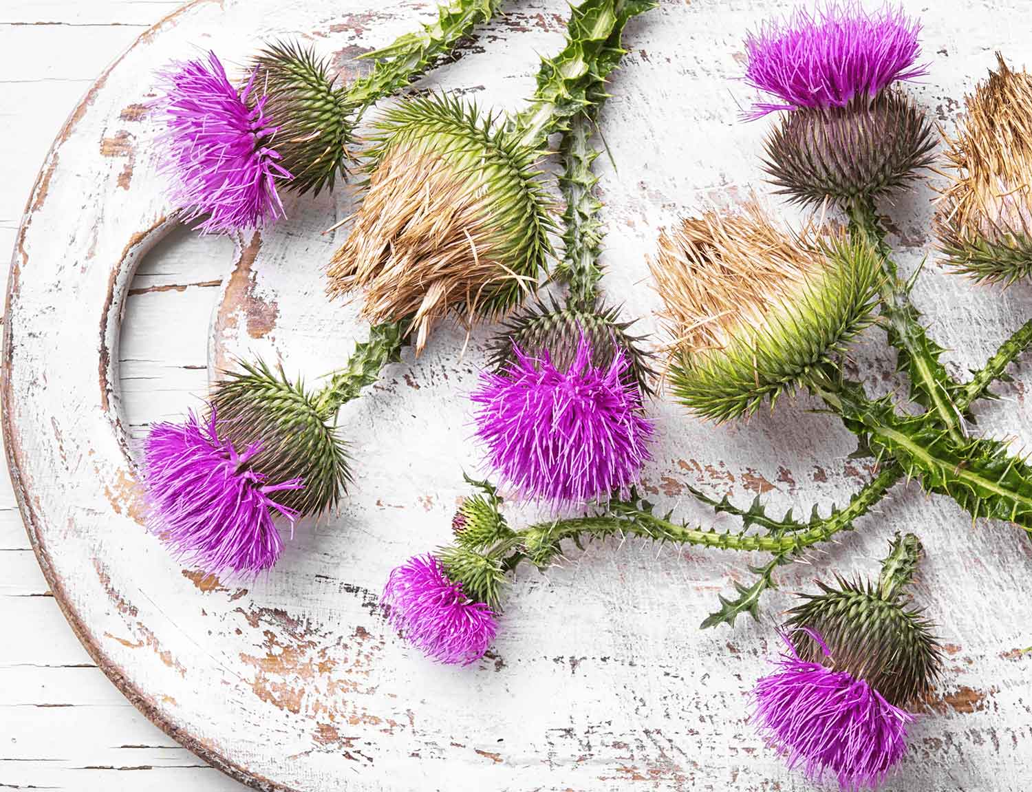 نحوه مصرف خار مریم برای کبد چرب