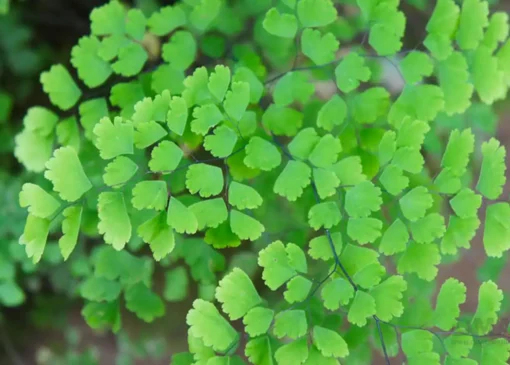 خواص پرسیاوش و معرفی 3 گیاه دارویی