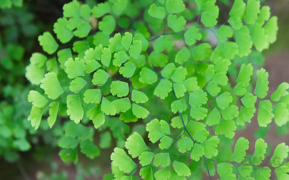 خواص پرسیاوش و معرفی 3 گیاه دارویی