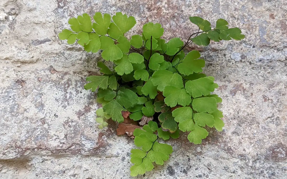 خواص پرسیاوش و معرفی 3 گیاه دارویی 