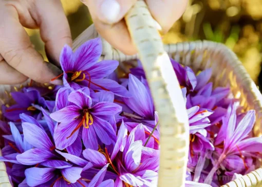 قیمت و خرید قرص زعفران