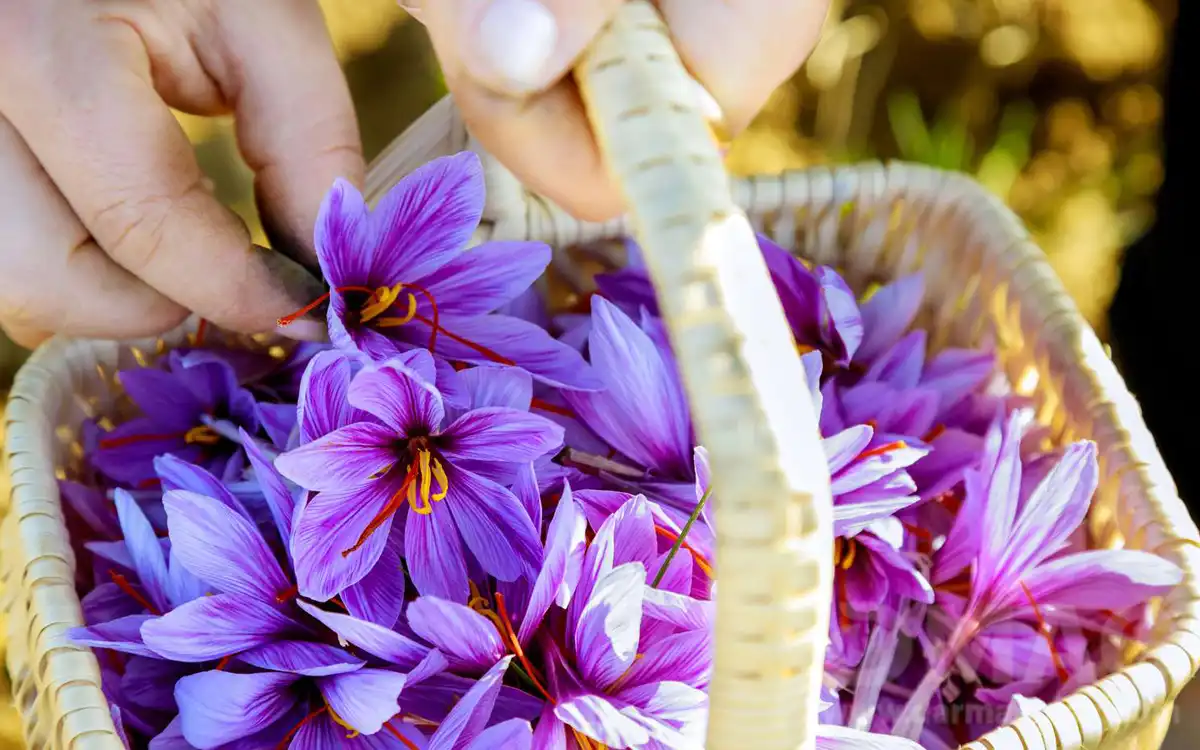 قیمت و خرید قرص زعفران