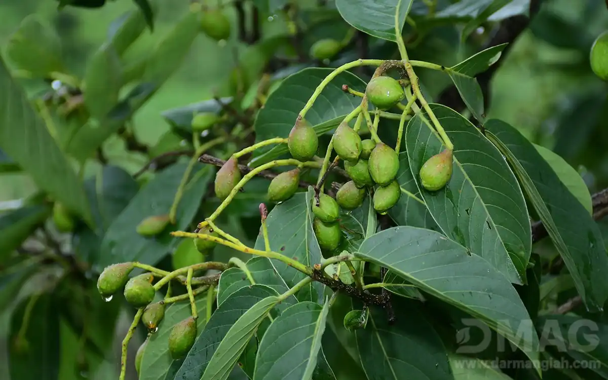 خواص هلیله سیاه