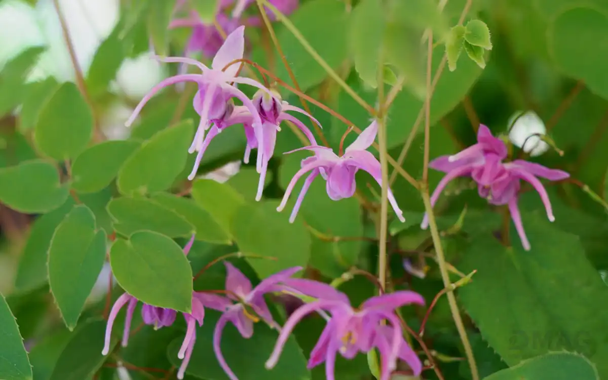 خواص اپیمدیوم برای زنان