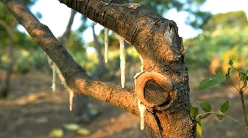 شیرخشت (Purgative Manna)