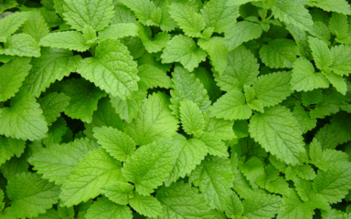 بادرنجبویه