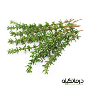 آویشن-باغی-Thyme