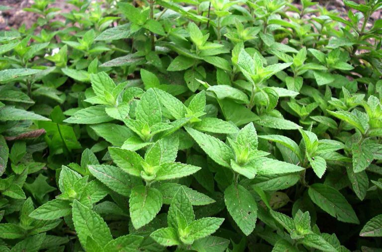 Mentha arvensis