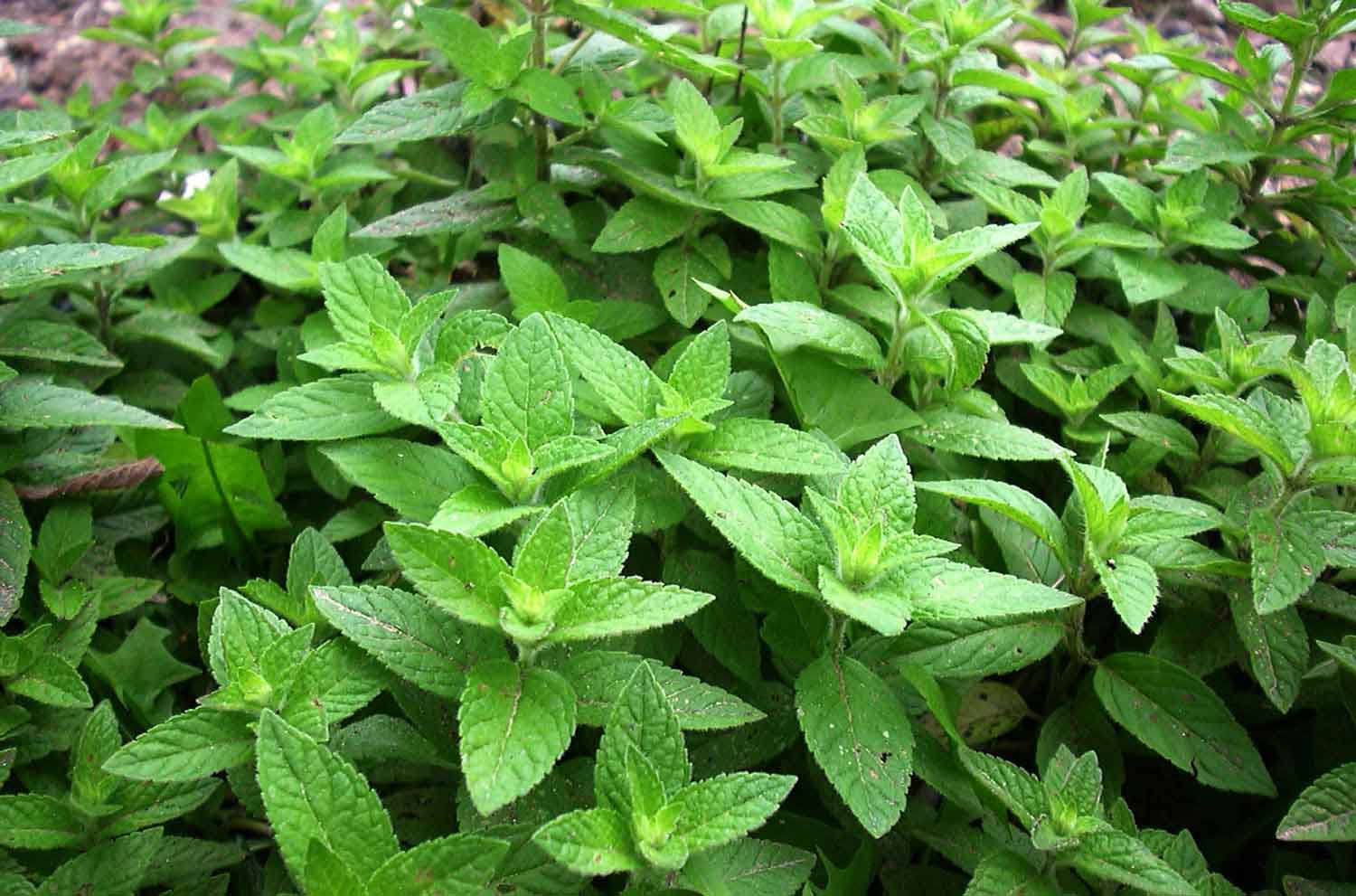 Mentha arvensis