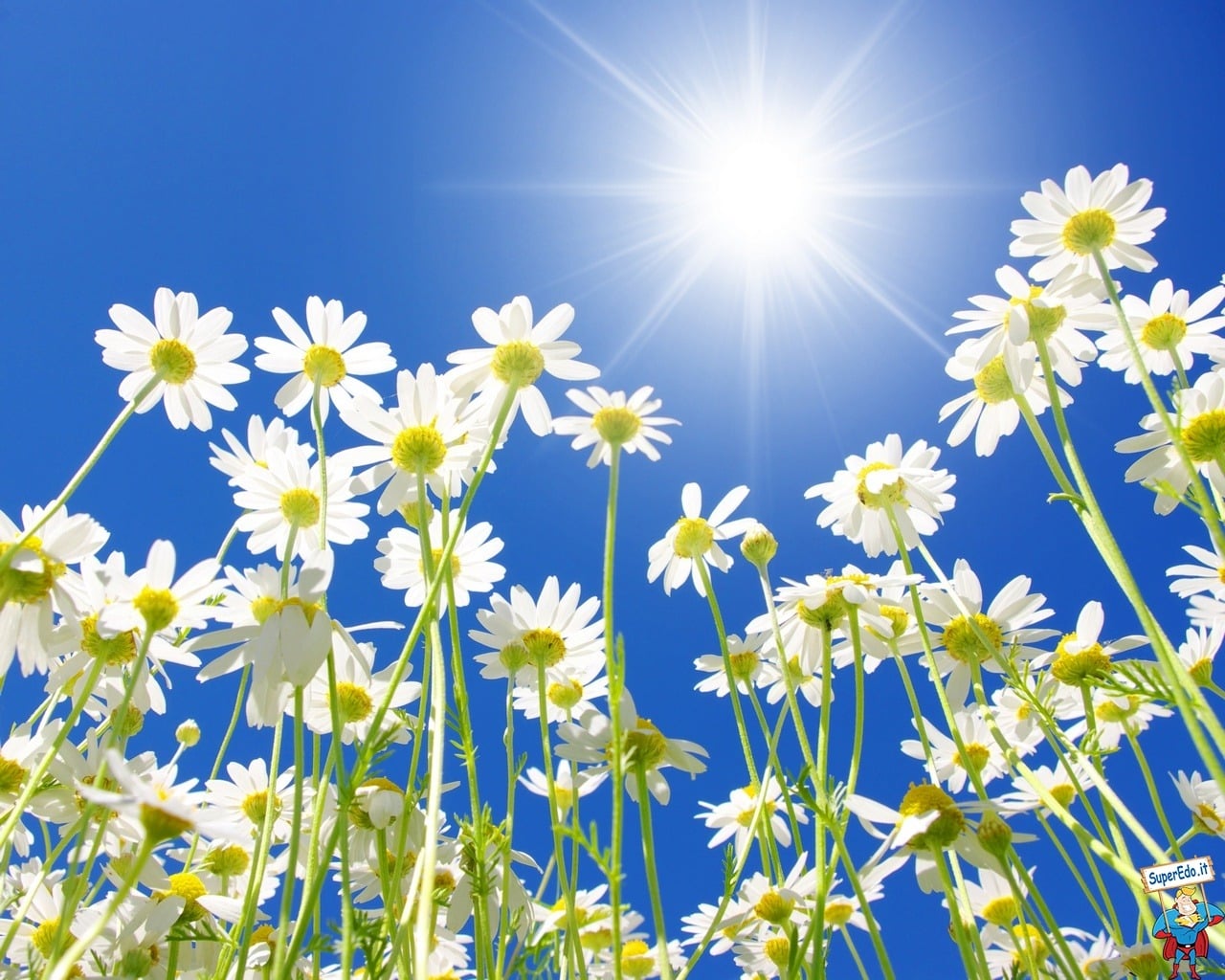 بابونه آلمانی