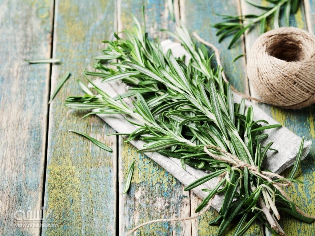 روغن رزماری و خواص رزماری