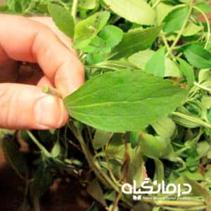 برگ خشک استویا Stevia dried leaf