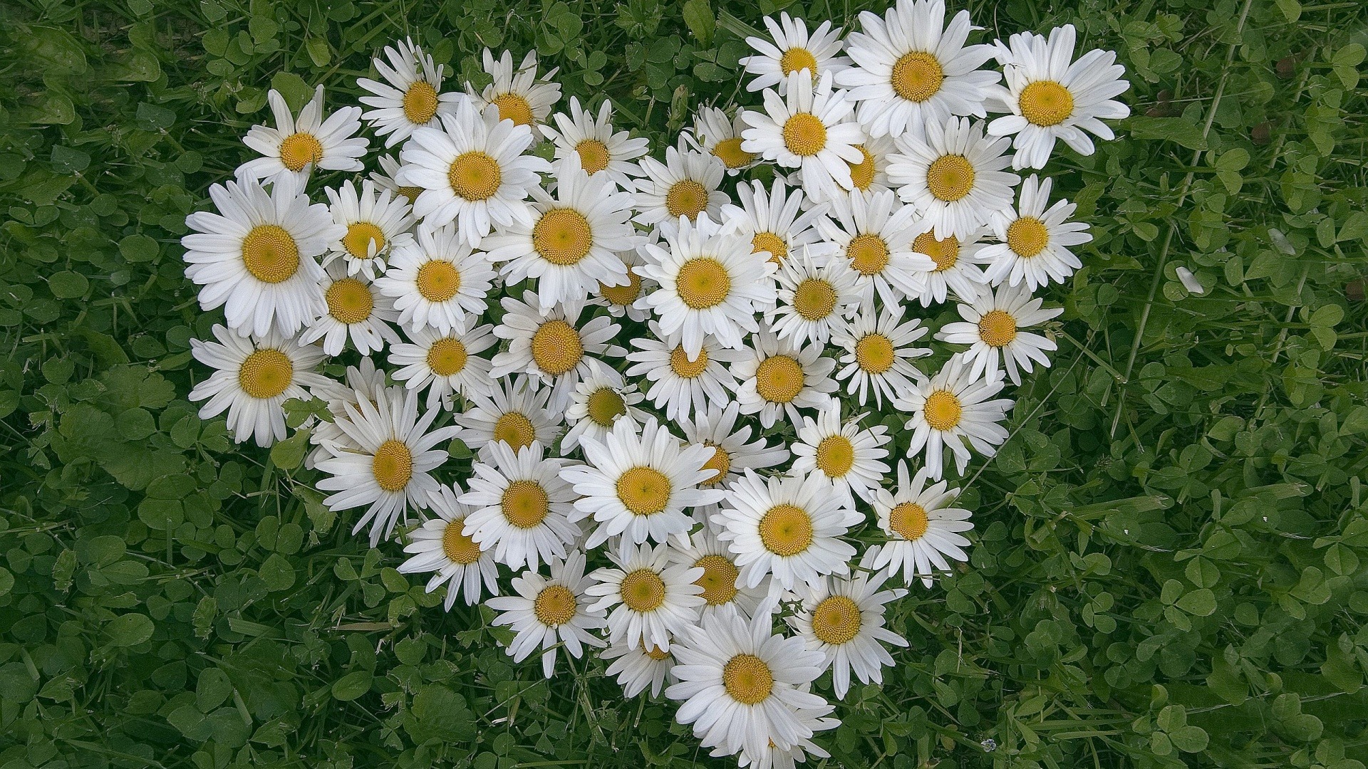 گل بابونه