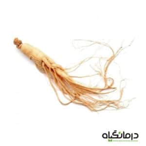 جین-سنگ-سفید-کره-ای