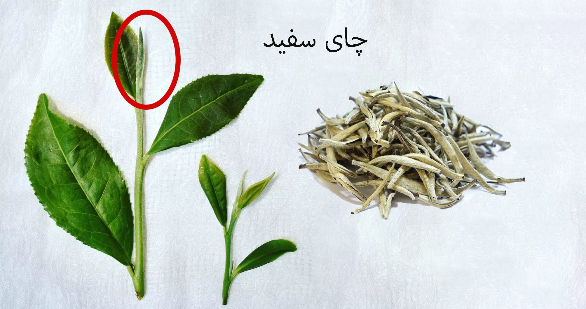 قیمت چای سفید اصل