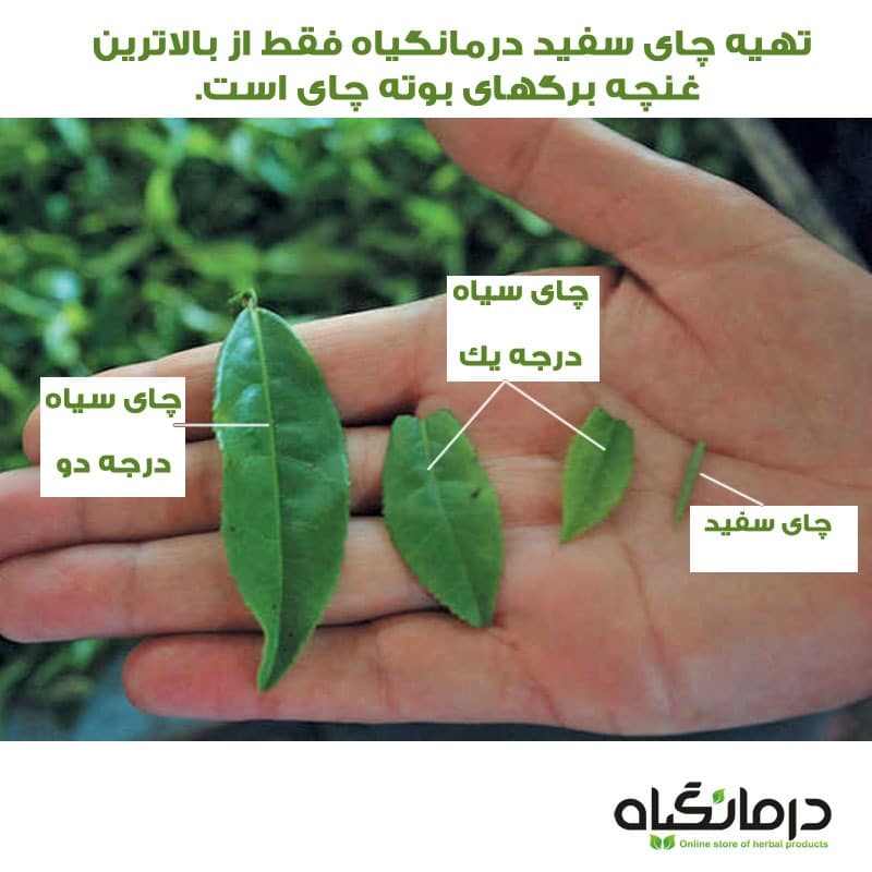 چای سفید درمانگیاه