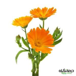 گل همیشه بهار calendula officinalis