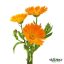 همیشه بهار Calendula officinalis