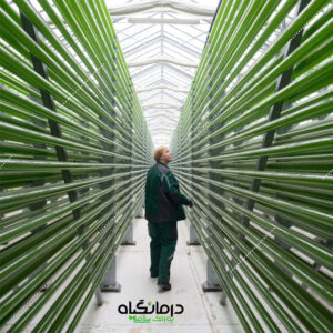 تولید جلبک کلرلا ولگاریس